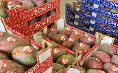 Nos enfrentamos a la campaña más compleja de la historia del mango español