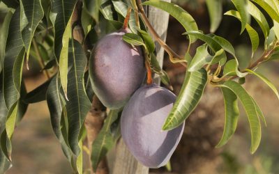 ¿Podría adelantarse la campaña española del mango?